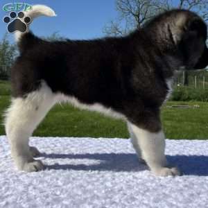 Jake, Akita Puppy